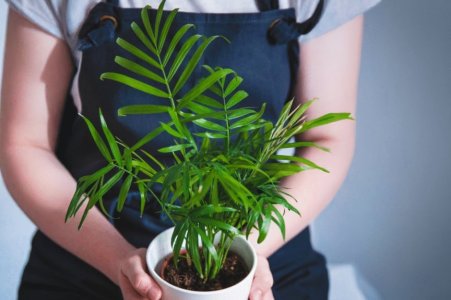 Space-Saving Room Dividers - How to Use Tall, Narrow Planters to Create Private Zones