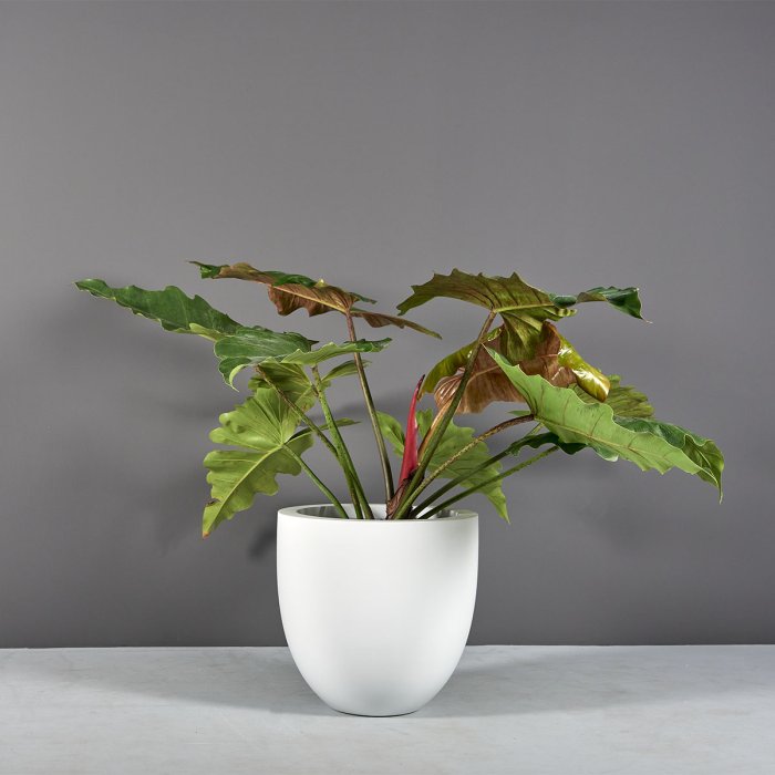 Alzira Bowl Planter