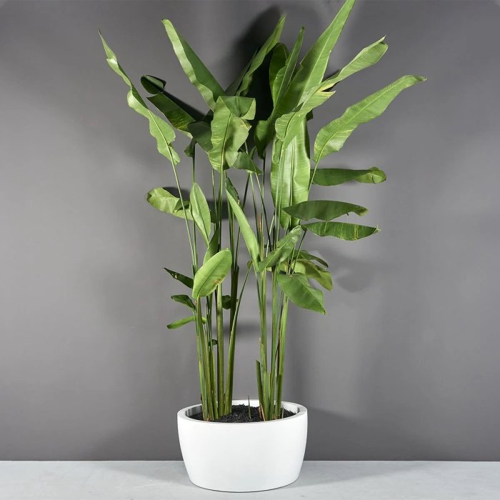 Casablanca Bowl Planter