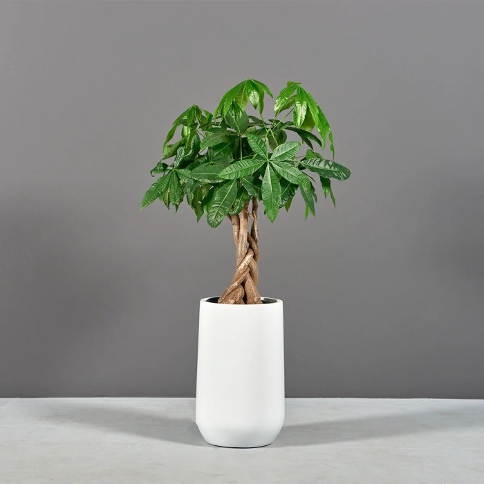 Hayden Tapered Round Planter