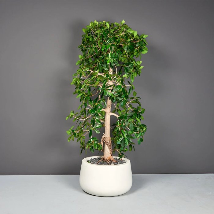 Short Hayden Tapered Round Planter